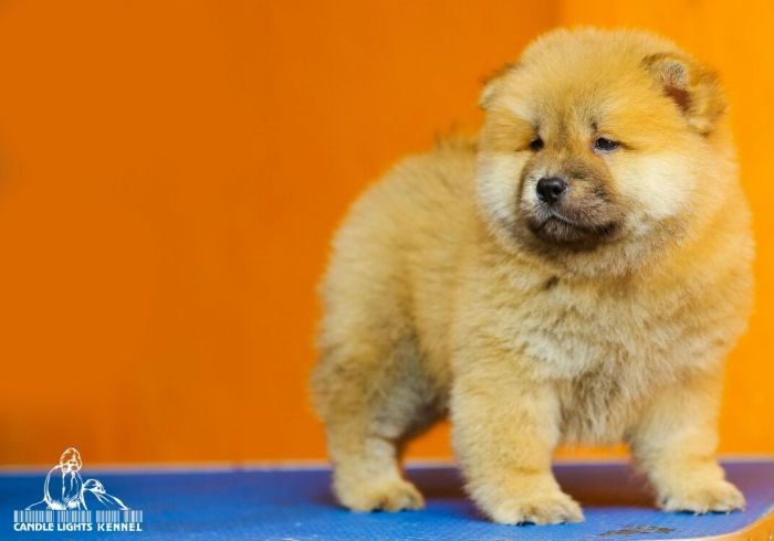 DogsIndia.com - Chow Chow - Candlelights - Kamal