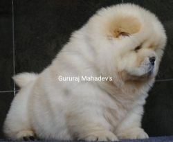 DogsIndia.com - Chow Chow - Gururaj