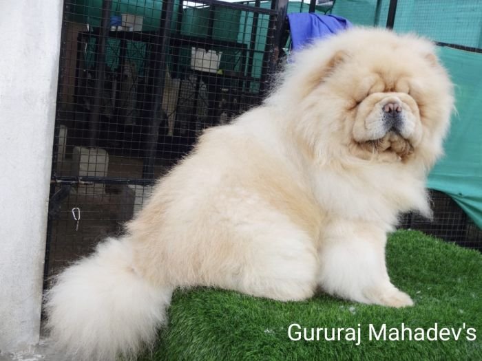 DogsIndia.com - Chow Chow - Gururaj