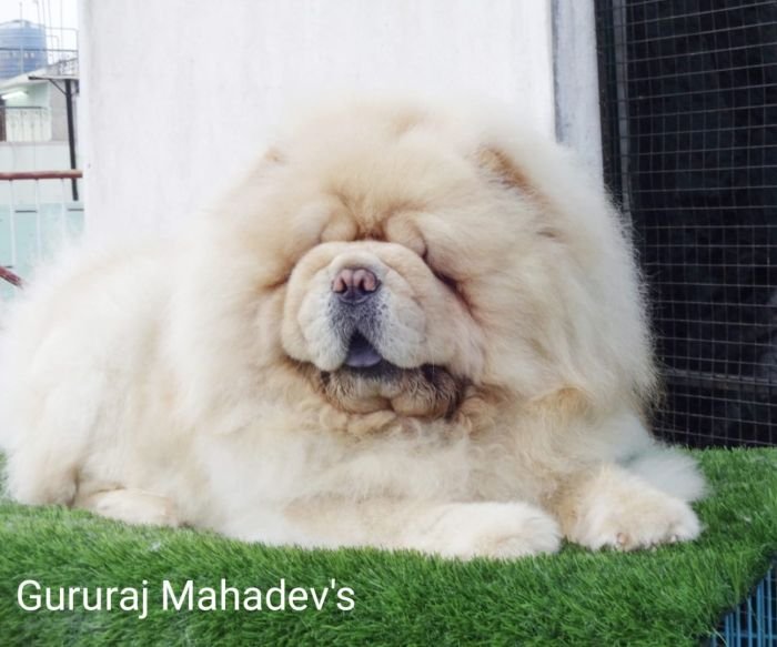 DogsIndia.com - Chow Chow - Gururaj