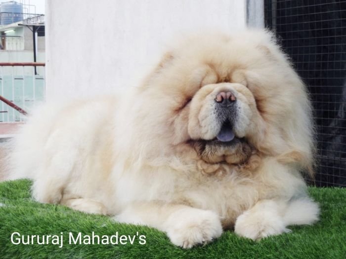 DogsIndia.com - Chow Chow - Gururaj