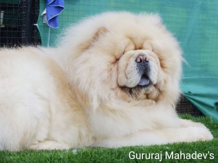 DogsIndia.com - Chow Chow - Gururaj