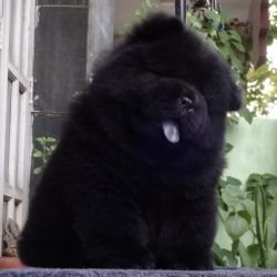 DogsIndia.com - Chow Chow - Gururaj