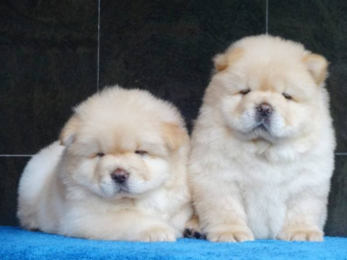 DogsIndia.com - Chow Chow - Gururaj