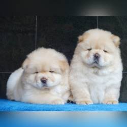 DogsIndia.com - Chow Chow - Gururaj