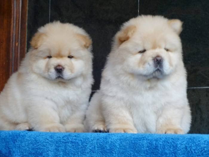 DogsIndia.com - Chow Chow - Gururaj