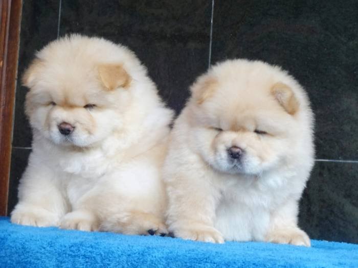 DogsIndia.com - Chow Chow - Gururaj