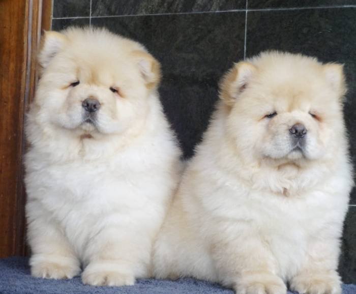 DogsIndia.com - Chow Chow - Gururaj