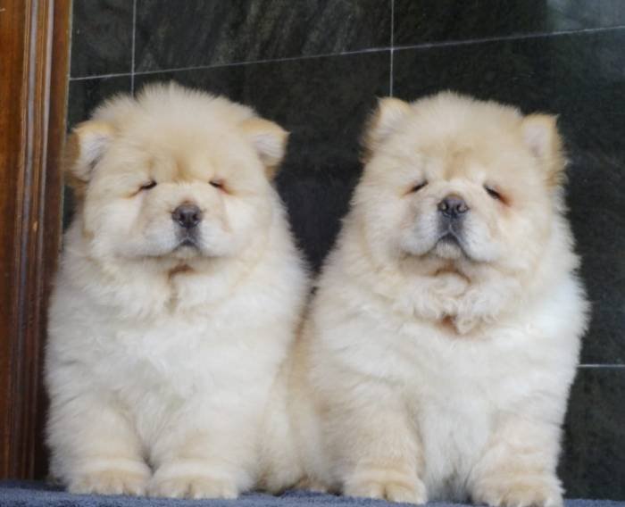 DogsIndia.com - Chow Chow - Gururaj