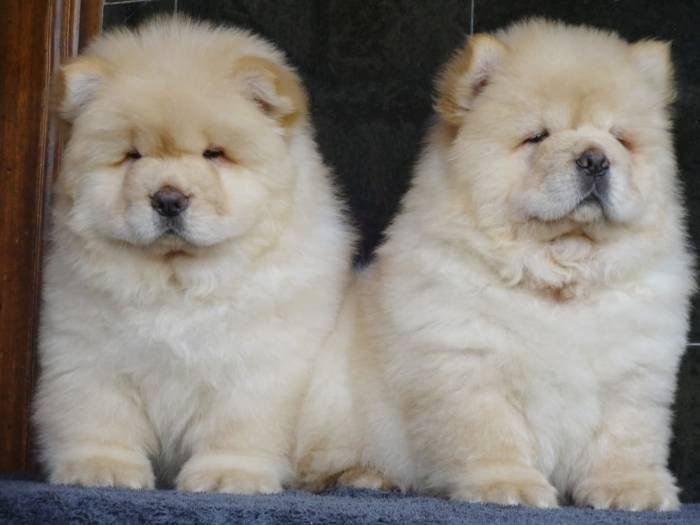 DogsIndia.com - Chow Chow - Gururaj