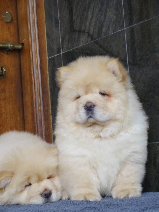 DogsIndia.com - Chow Chow - Gururaj