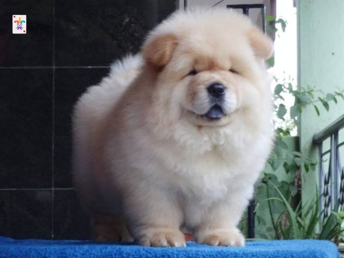DogsIndia.com - Chow Chow - Gururaj