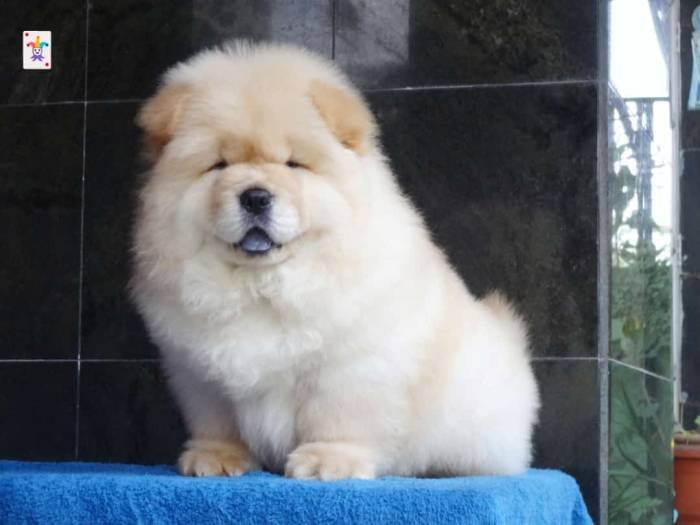 DogsIndia.com - Chow Chow - Gururaj