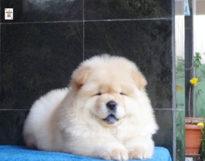 DogsIndia.com - Chow Chow - Gururaj