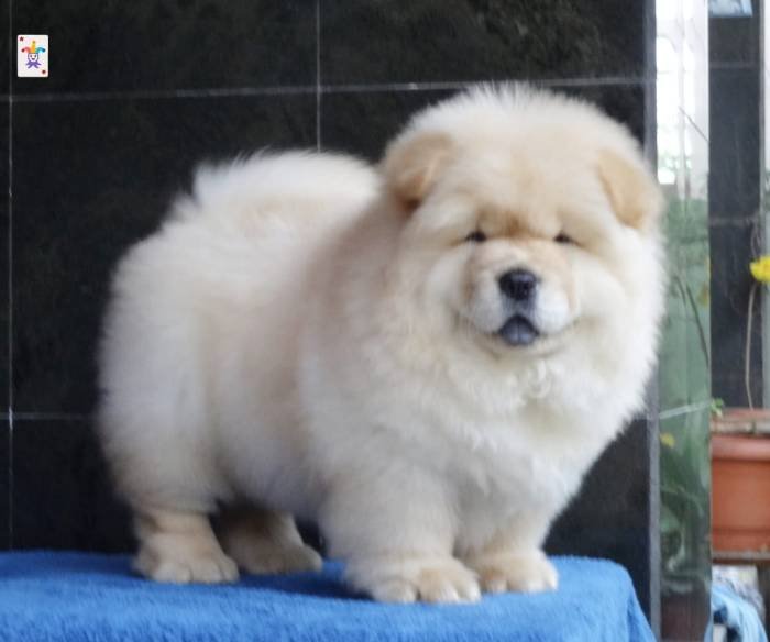 DogsIndia.com - Chow Chow - Gururaj