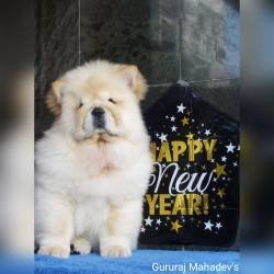 DogsIndia.com - Chow Chow - Gururaj