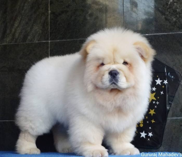DogsIndia.com - Chow Chow - Gururaj