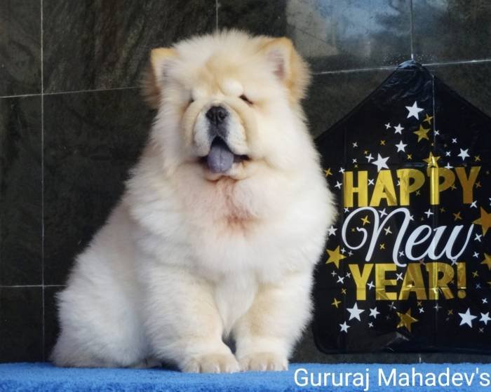 DogsIndia.com - Chow Chow - Gururaj