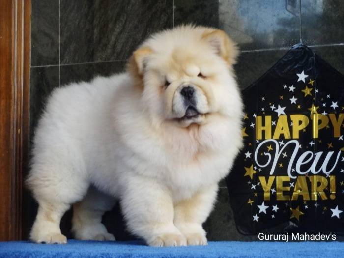 DogsIndia.com - Chow Chow - Gururaj