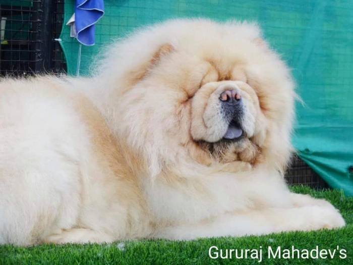 DogsIndia.com - Chow Chow - Gururaj