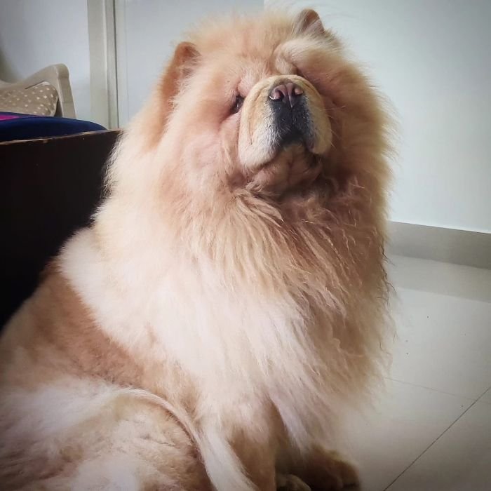 DogsIndia.com - Chow Chow - Gururaj