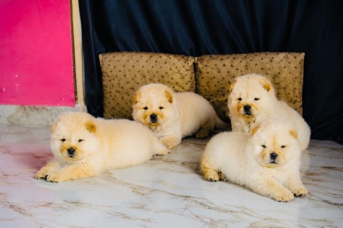 DogsIndia.com - Chow Chow - Gururaj