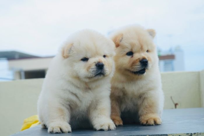 DogsIndia.com - Chow Chow - Gururaj
