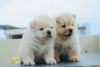 DogsIndia.com - Chow Chow - Gururaj