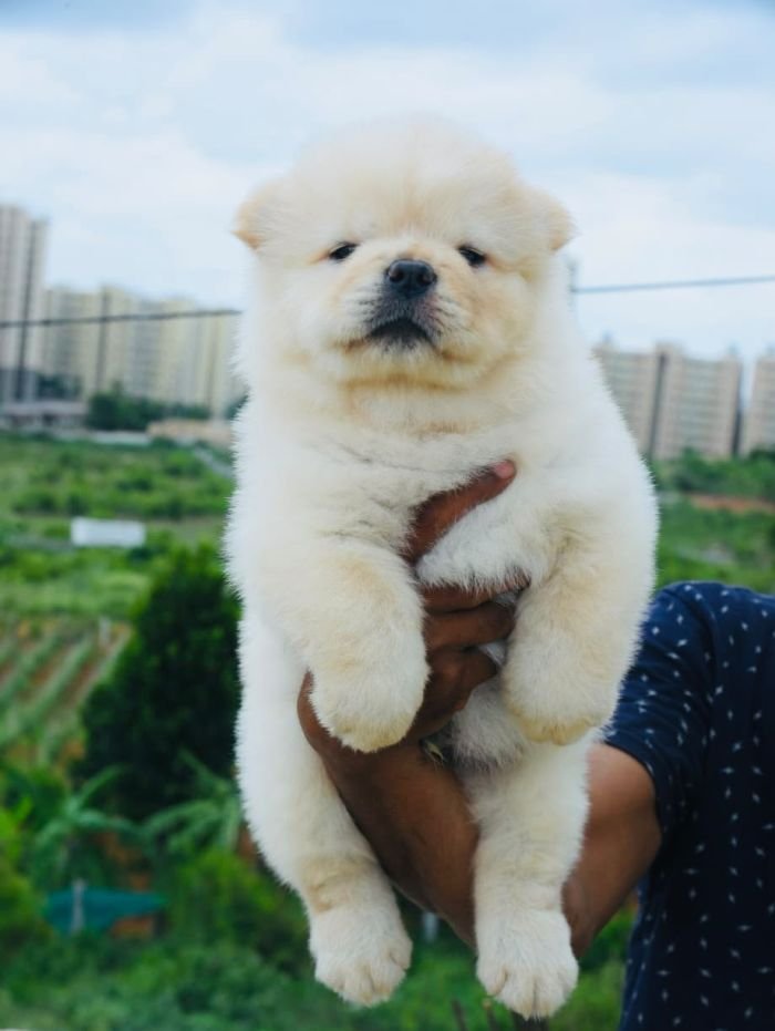 DogsIndia.com - Chow Chow - Gururaj