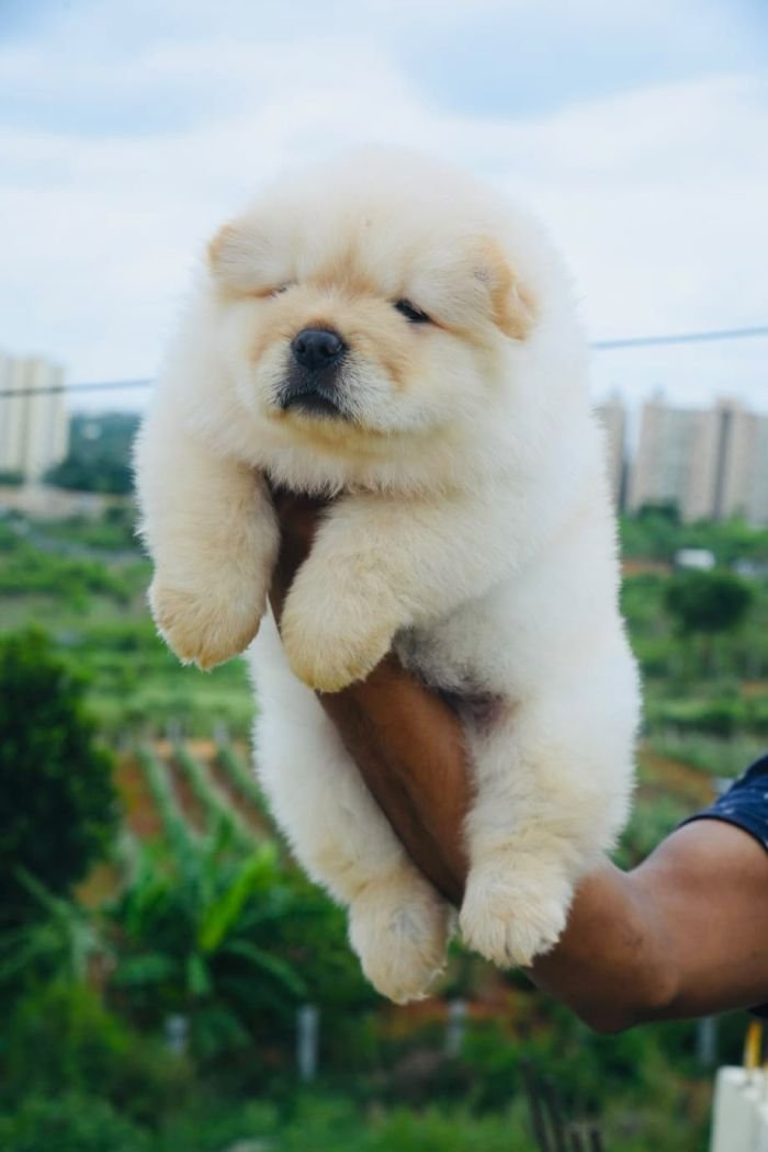 DogsIndia.com - Chow Chow - Gururaj