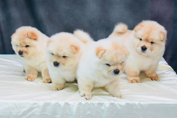 DogsIndia.com - Chow Chow - Gururaj