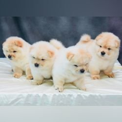 DogsIndia.com - Chow Chow - Gururaj