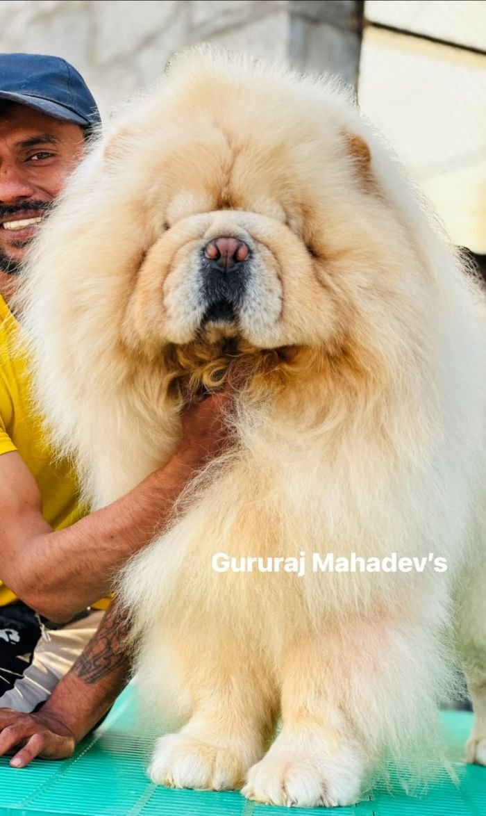 DogsIndia.com - Chow Chow - Gururaj