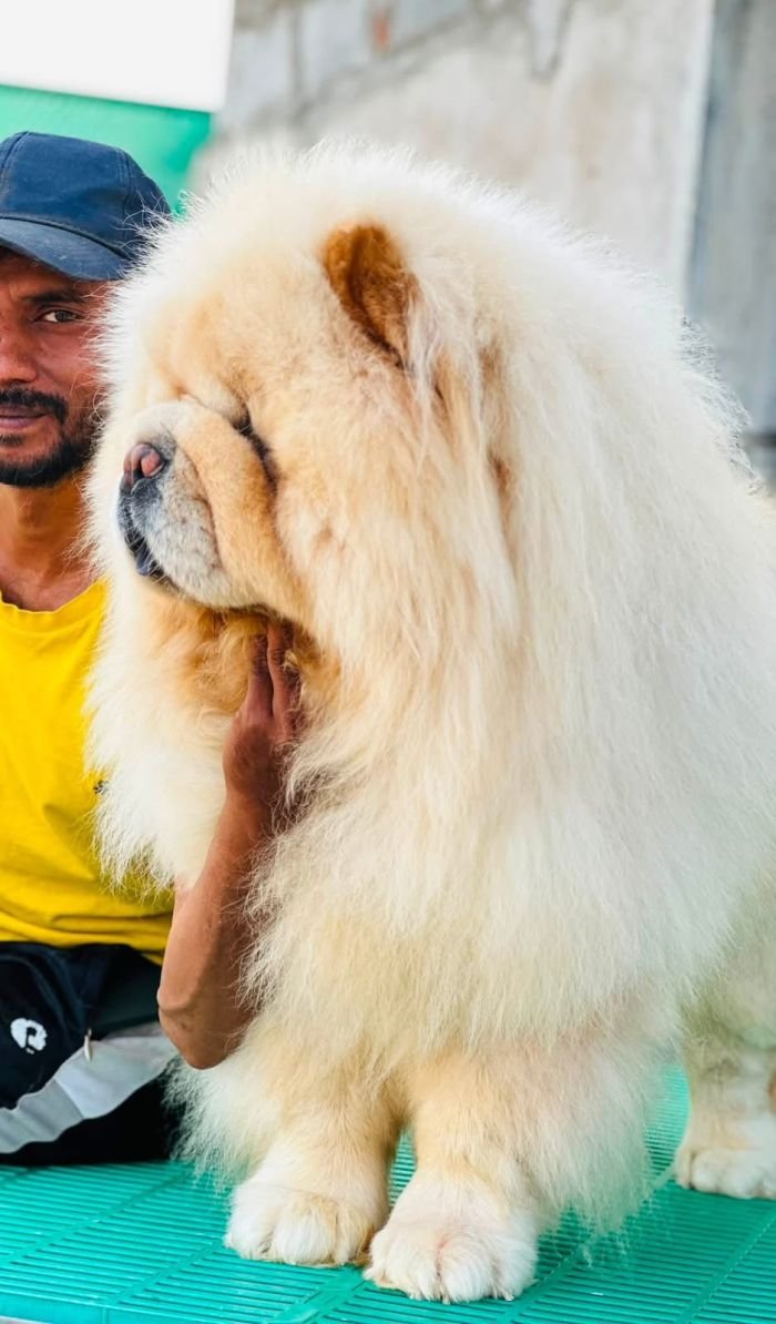 DogsIndia.com - Chow Chow - Gururaj