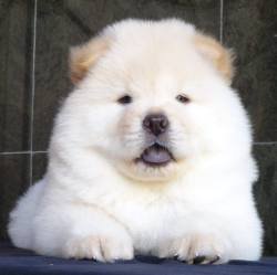DogsIndia.com - Chow Chow - Gururaj