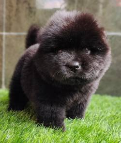 DogsIndia.com - Chow Chow - Gururaj
