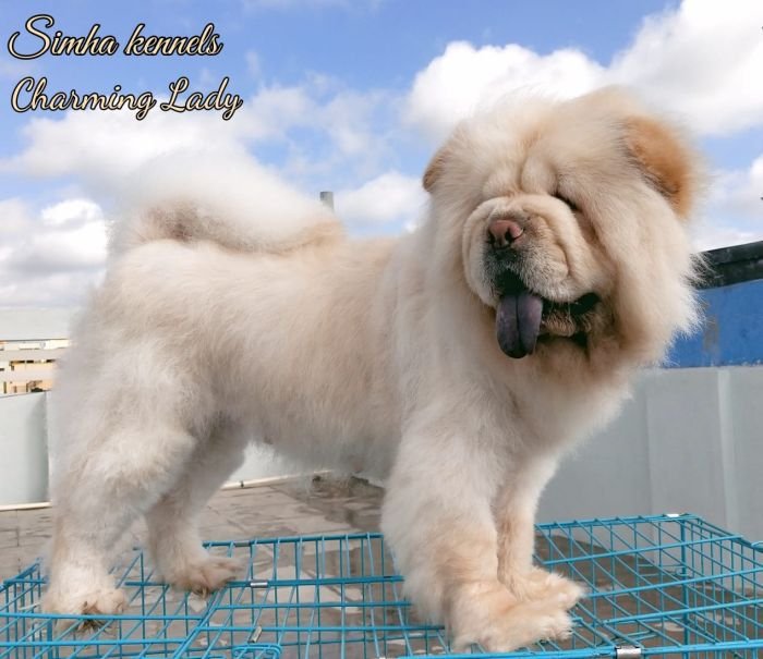 DogsIndia.com  Chow Chow  Simha Kennels  Kiran Kumar