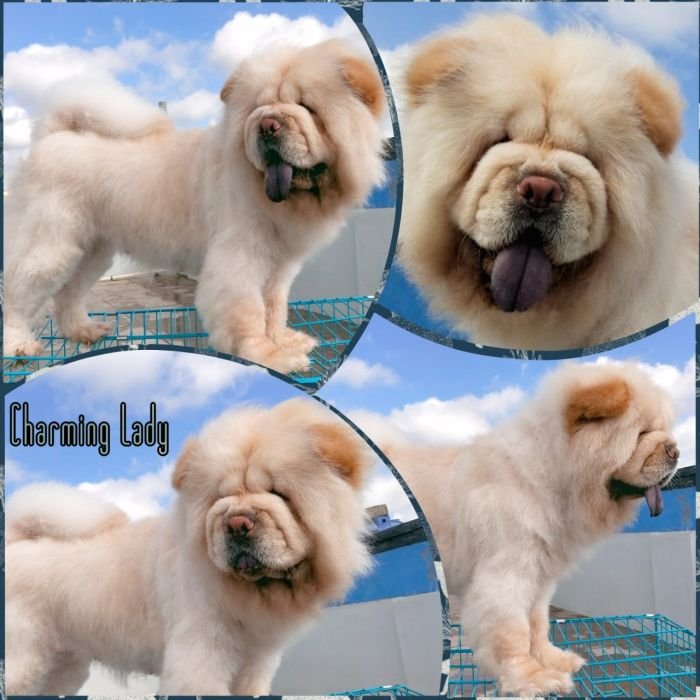 DogsIndia.com  Chow Chow  Simha Kennels  Kiran Kumar
