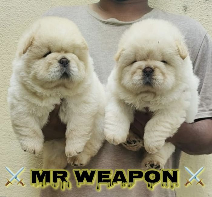 DogsIndia.com  Chow Chow  Simha Kennels  Kiran Kumar