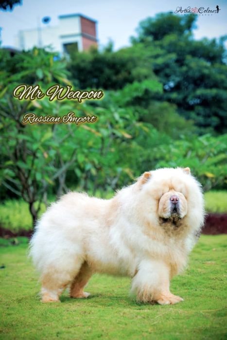 DogsIndia.com  Chow Chow  Simha Kennels  Kiran Kumar