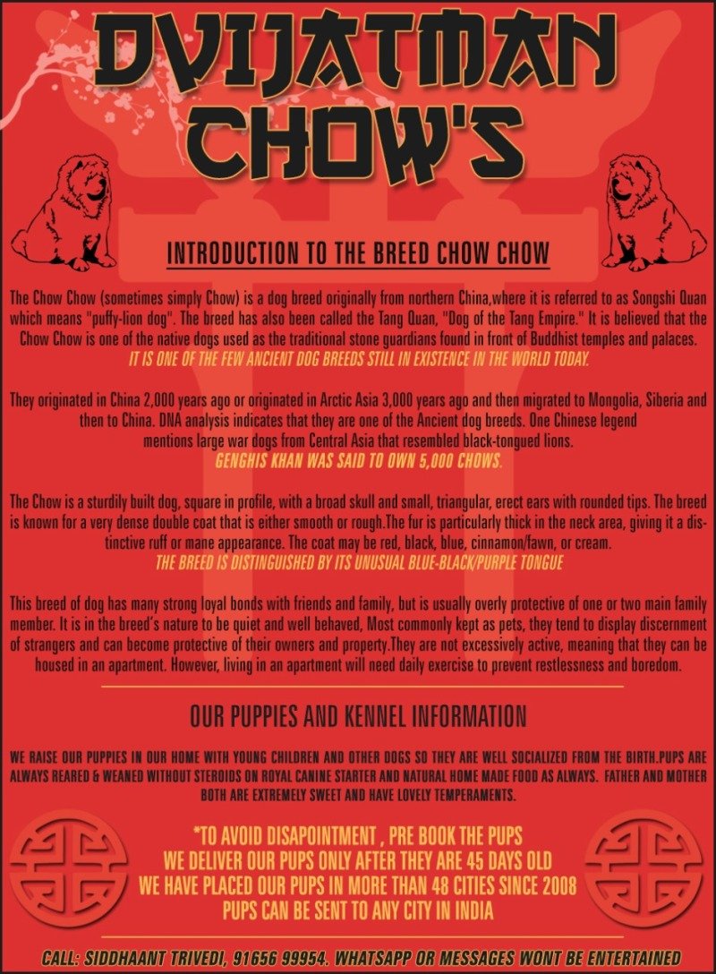 DogsIndia.com - Chow Chow - Siddanth