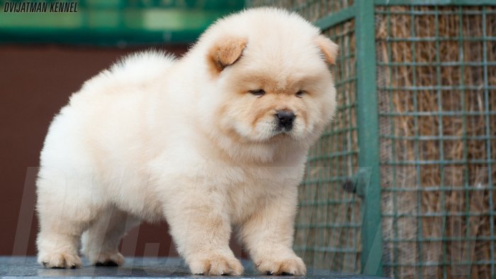 DogsIndia.com - Chow Chow - Siddanth