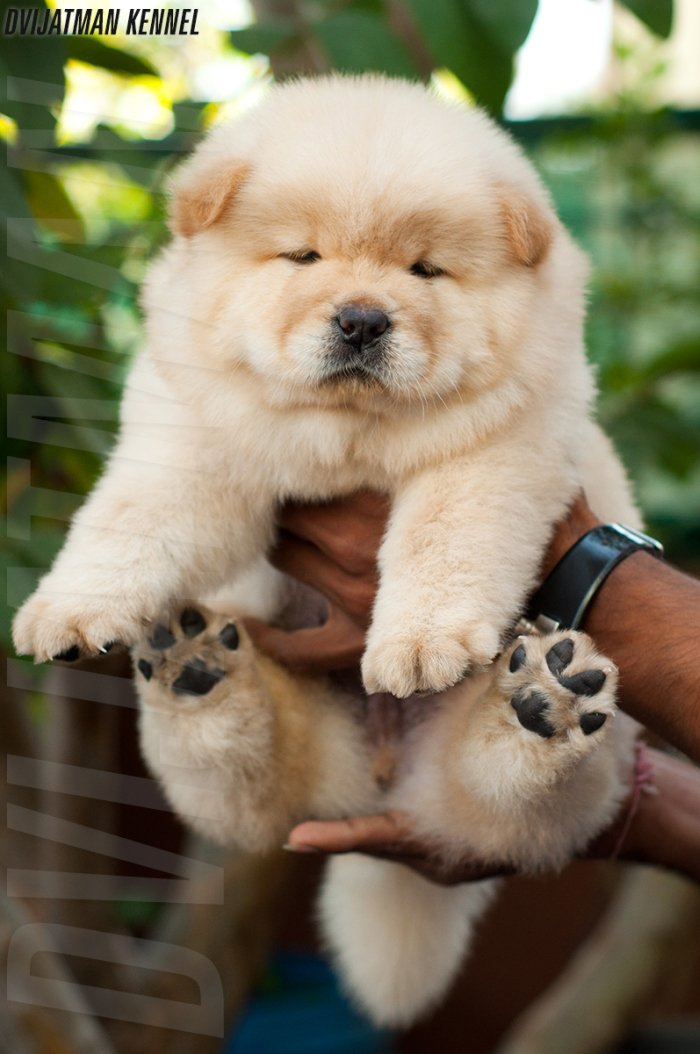 DogsIndia.com - Chow Chow - Siddanth