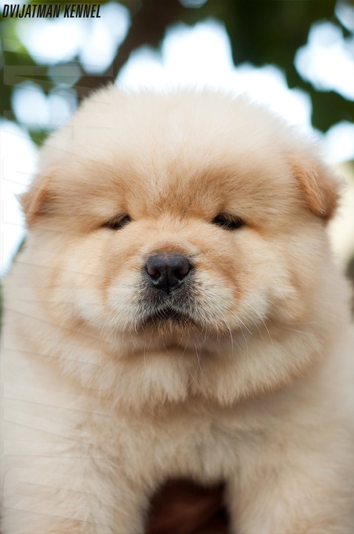 DogsIndia.com - Chow Chow - Siddanth
