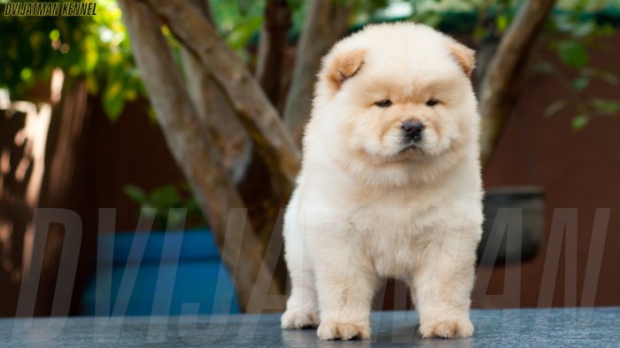 DogsIndia.com - Chow Chow - Siddanth