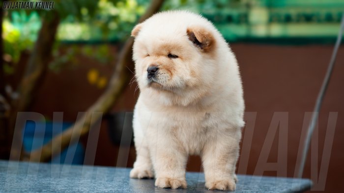 DogsIndia.com - Chow Chow - Siddanth