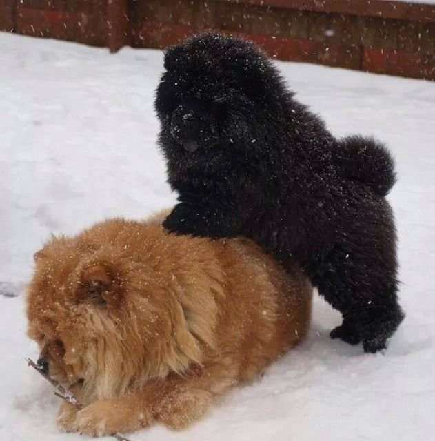 DogsIndia.com - Chow Chow - Manoj