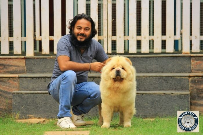 DogsIndia.com - Chow Chow - Manoj