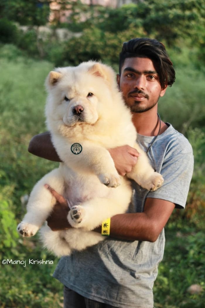 DogsIndia.com - Chow Chow - Manoj