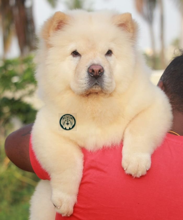 DogsIndia.com - Chow Chow - Manoj